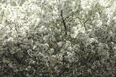 photo 0029